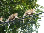 Monkey Moms